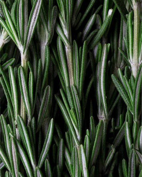 SCALP SCRUB / ROSEMARY & MINT
