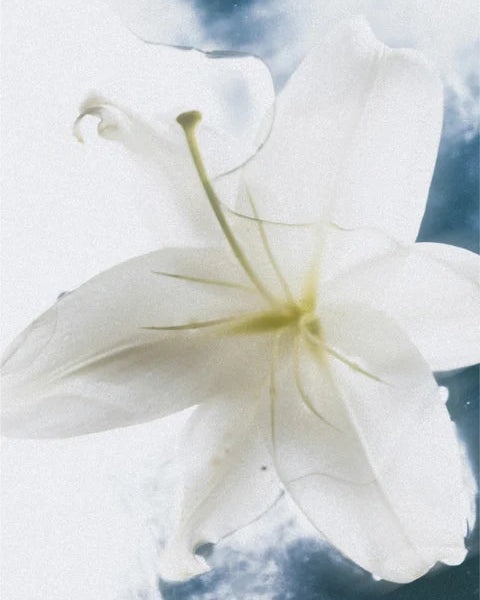 SENSITIVE SKIN BODY CREAM
