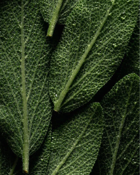 OMEGA 6-9 BODY OIL